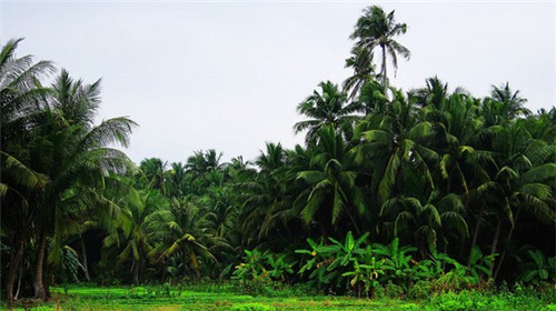 崇福阿强肉蟹煲